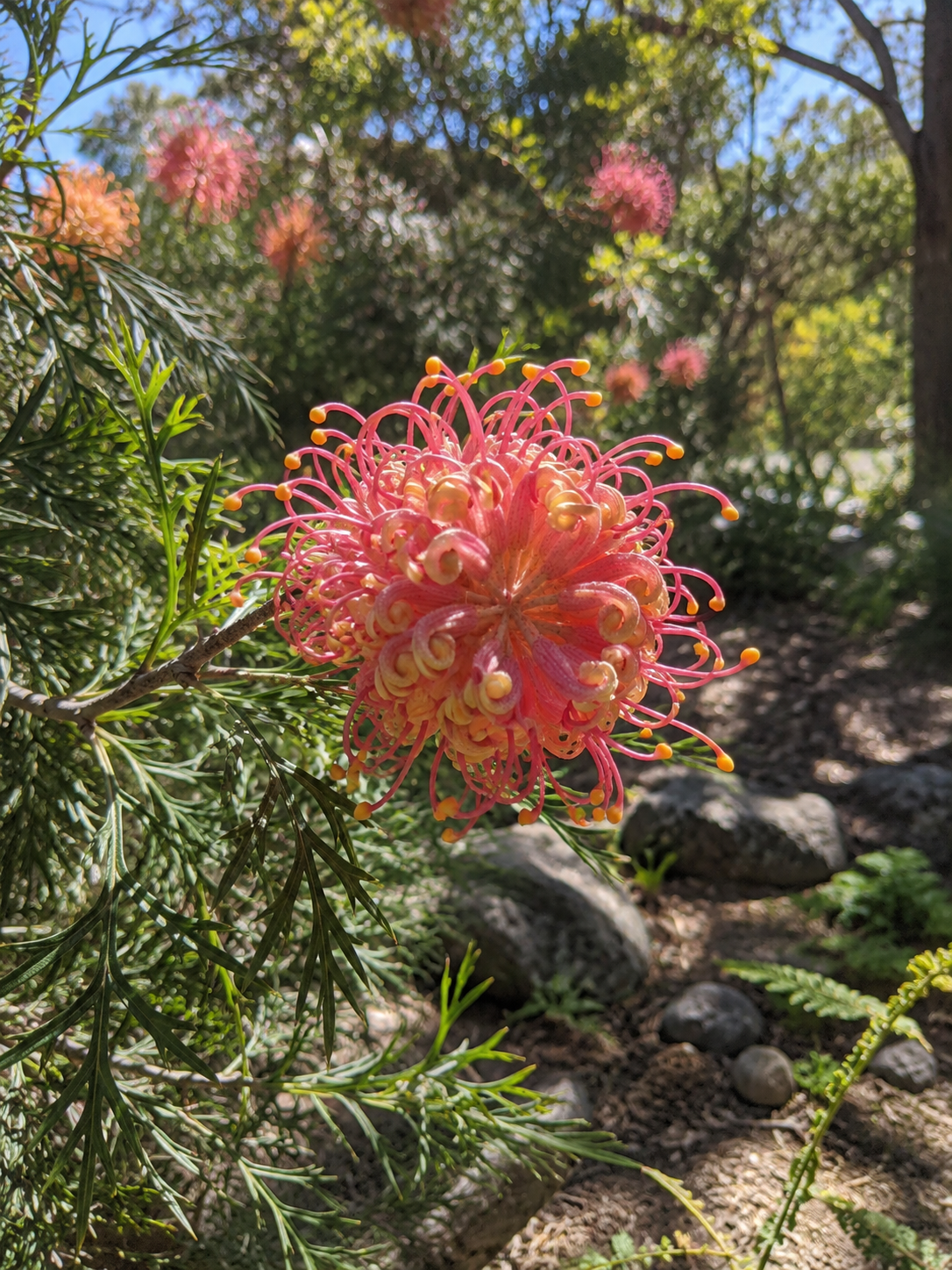 Grevillea banksii mit roten, spinnenförmigen Blüten und fein gefiedertem Laub im Garten oder Kübel.
