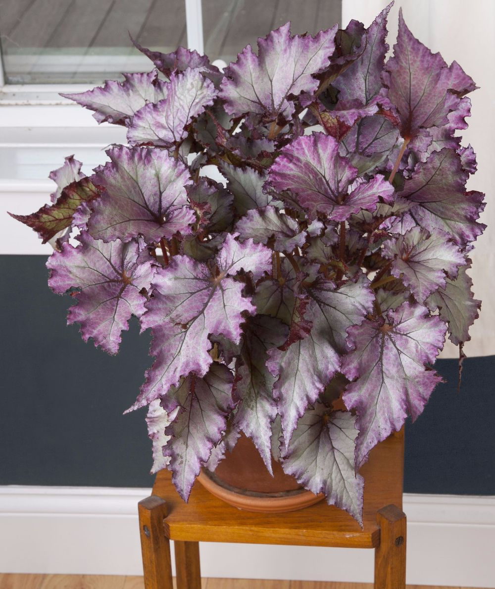 Begonia Purple Rex Satin Dragon – Auffällige, purpurfarbene Begonienblätter mit satiniertem Glanz.