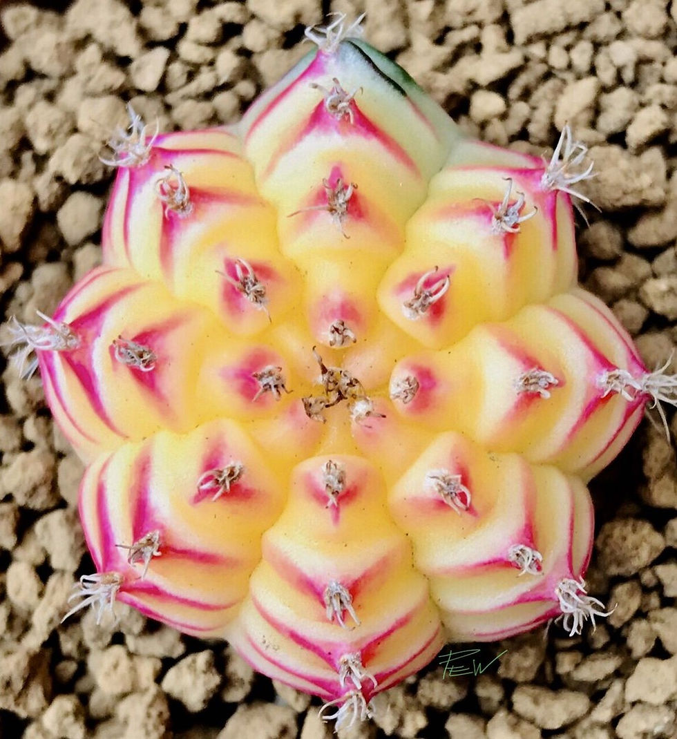Samen des seltenen Gymnocalycium mihanovichii Inermis – spinnenloser, kompakter Kaktus für Kakteensammler und Liebhaber exoti