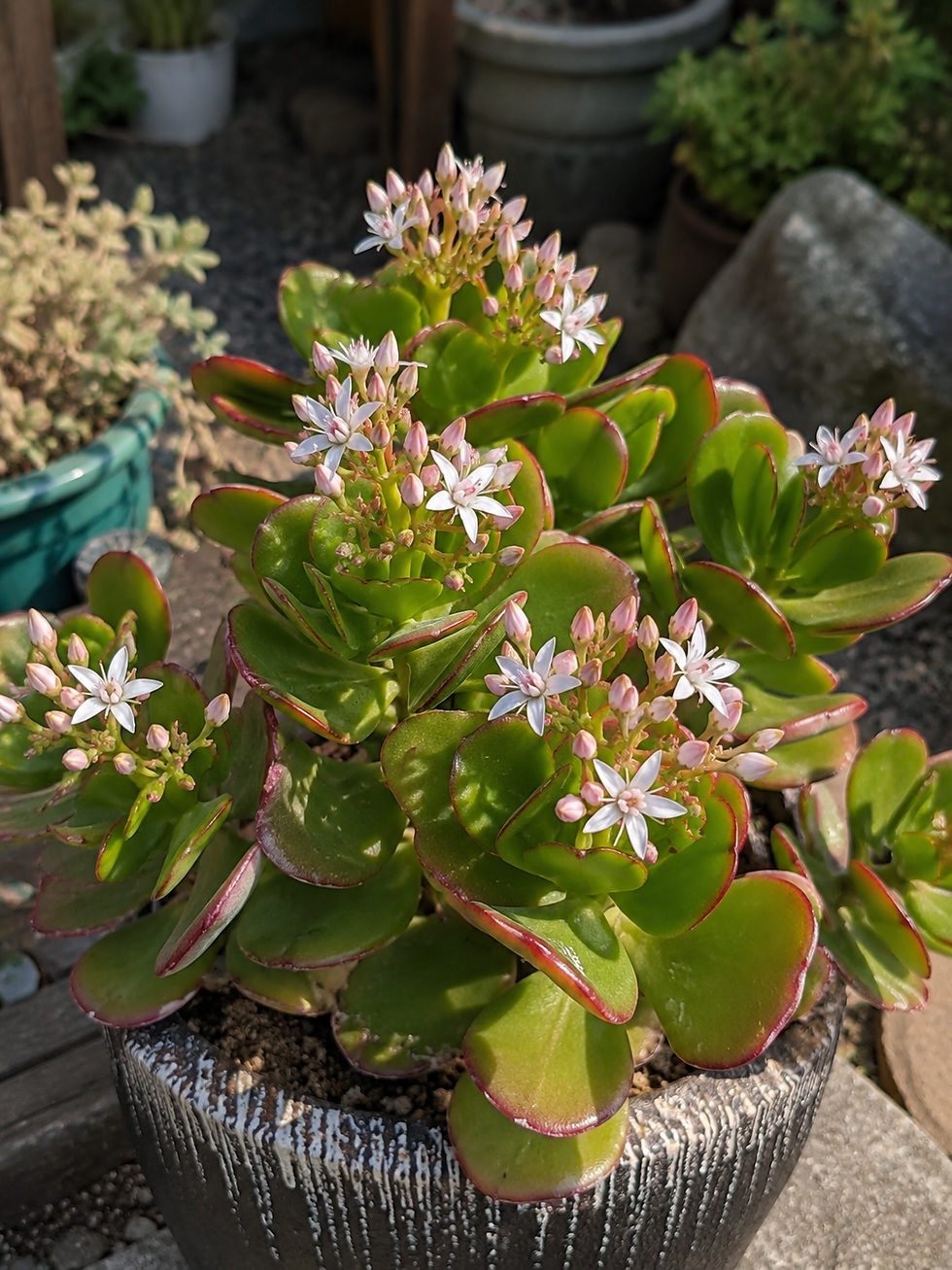 mach neue foto von dass aber natürlisch aussehen aber ich will ganz andere aussehen aber blume gleisch aussehen