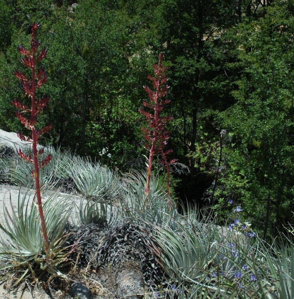 Puya Coerulea Var. Coerulea, eine exotische Pflanze mit auffälligen blauen Blüten und stacheligen Blättern, die perfekt für t