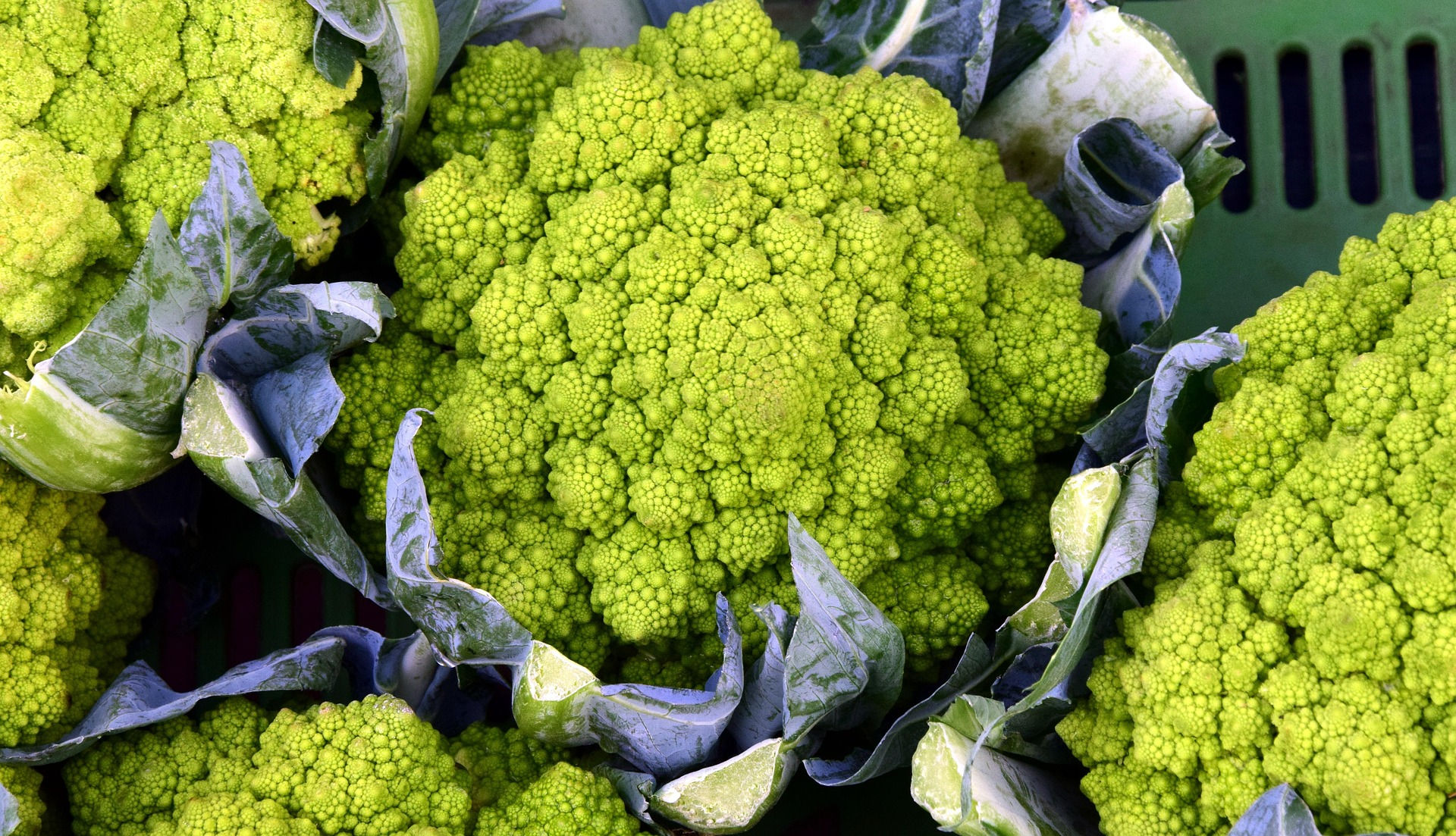 Samen des Blumenkohls "Romanesco", bekannt für seine auffällige, spiralförmige Struktur und den mild-nussigen Geschmack. Eine