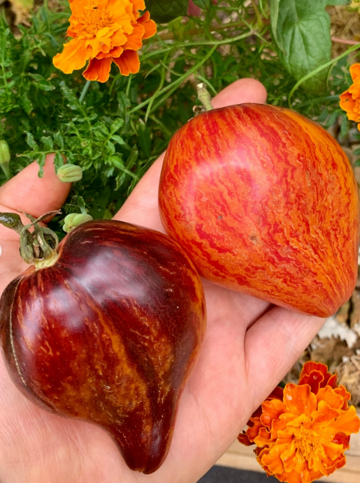 Japanische schwarze Trüffel Tomate