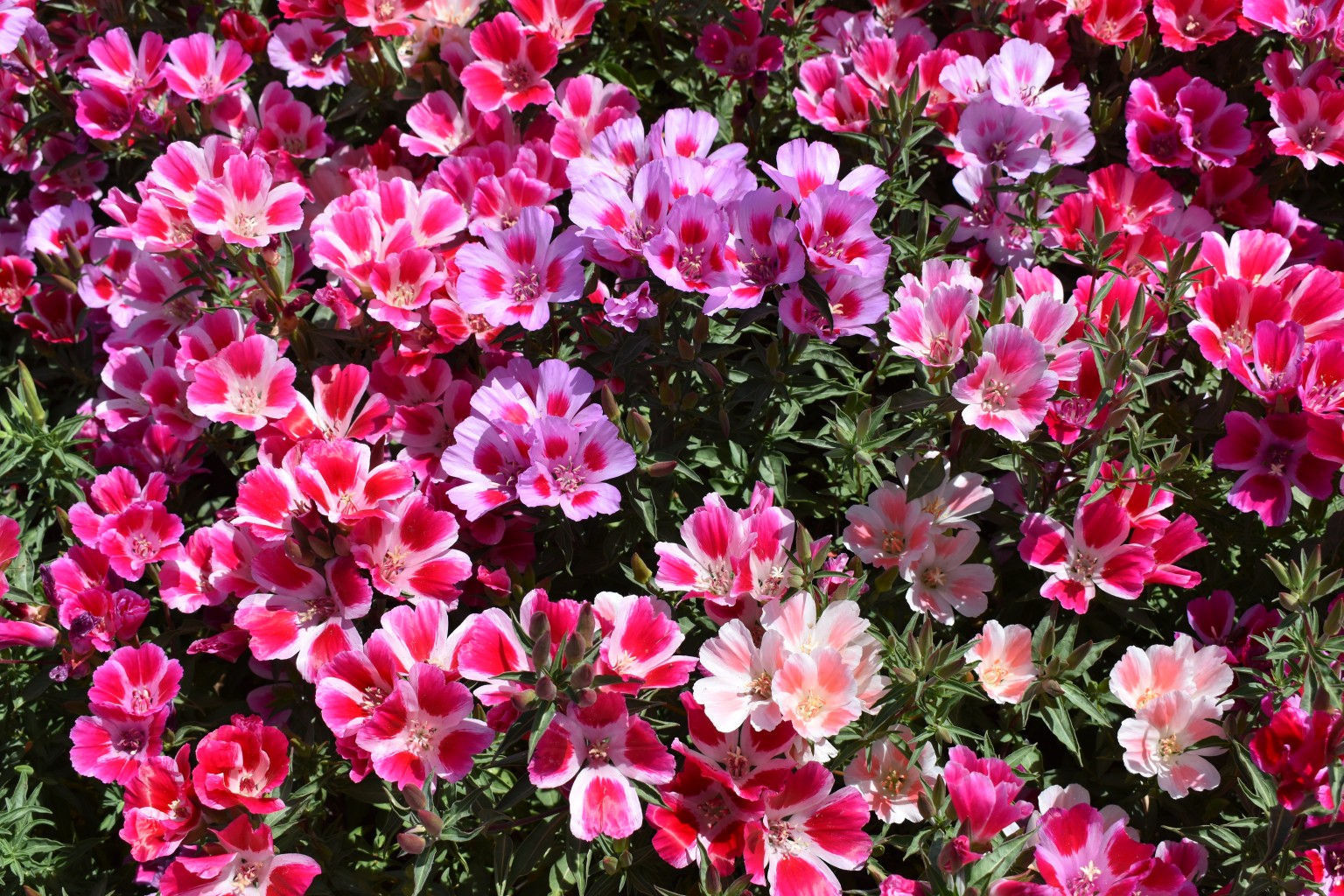Godetia Azalea Clarkia Mix Sommerazalee mit einer Mischung aus leuchtenden, farbenfrohen Blüten, ideal für sommerliche Blumen