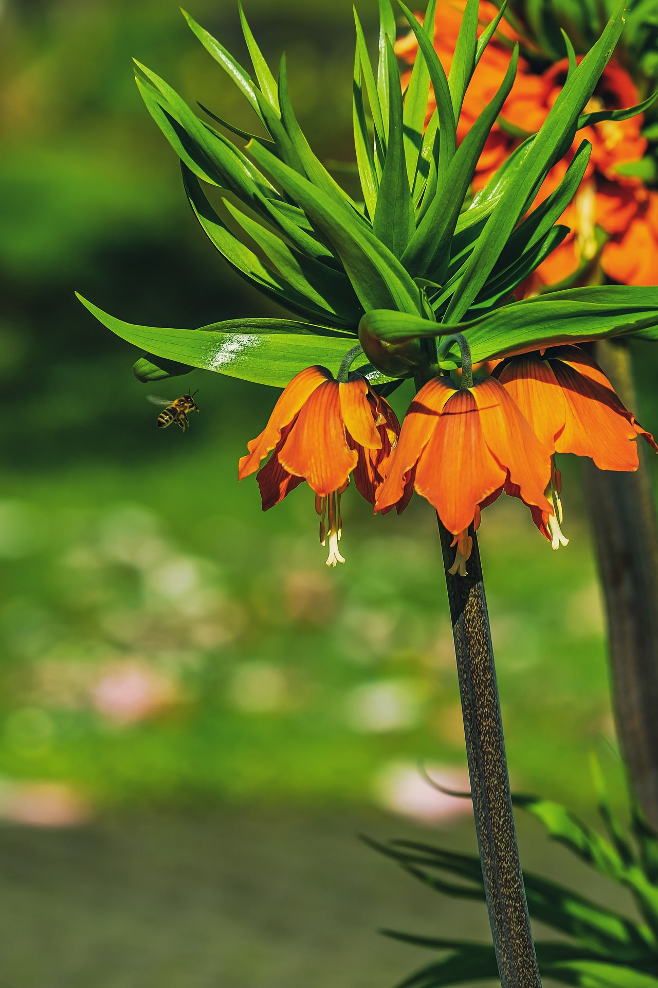 Fritillaria Imperialis Rubra Maxima Orange – Eine prachtvolle Kaiserkrone mit leuchtend orangen Blüten, perfekt für Gartenlie