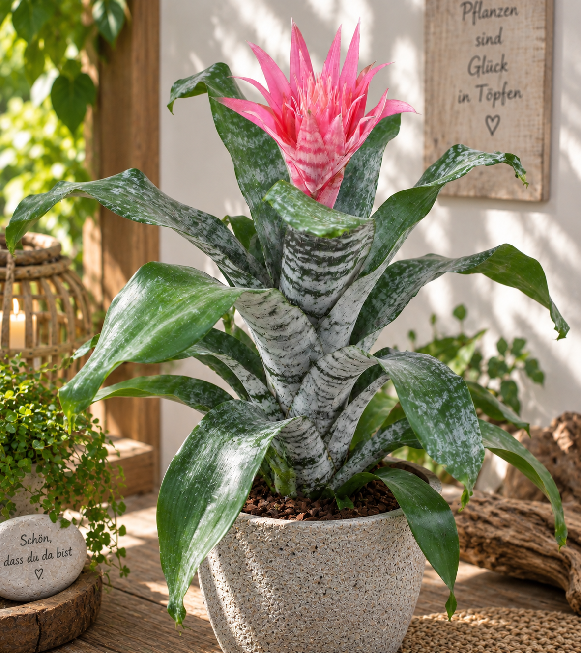 Aechmea Coelstis - Lanzenrosette mit auffälligen, bunten Blüten und exotischem Flair für tropische Gärten.