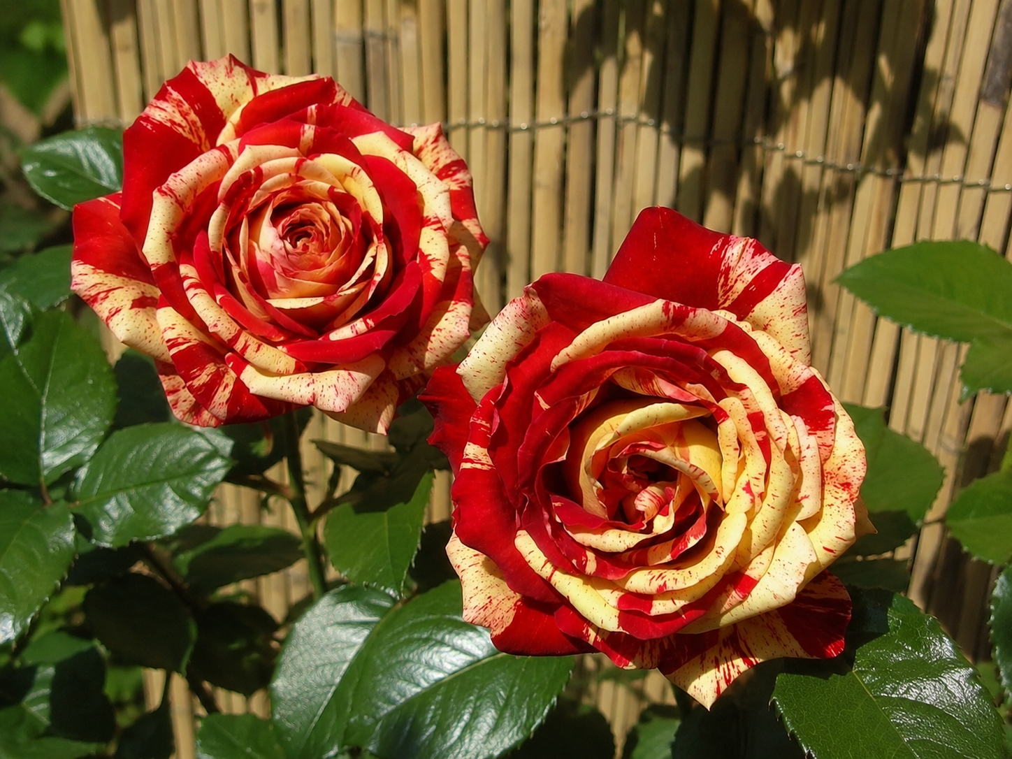Hochwertige Samen der Kulturrose Bordeaux-Gelb Bicolor für große, zweifarbige Blüten in Bordeauxrot und Gelb – ideal für Gart