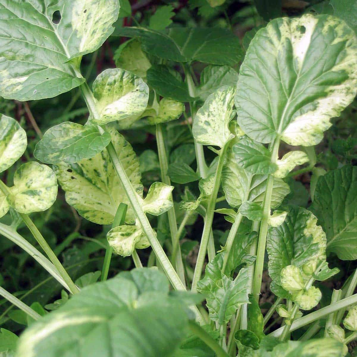 Barbarea Vulgaris, auch bekannt als Gefleckte Winterkresse, mit grünen, gezackten Blättern und kleinen gelben Blüten.