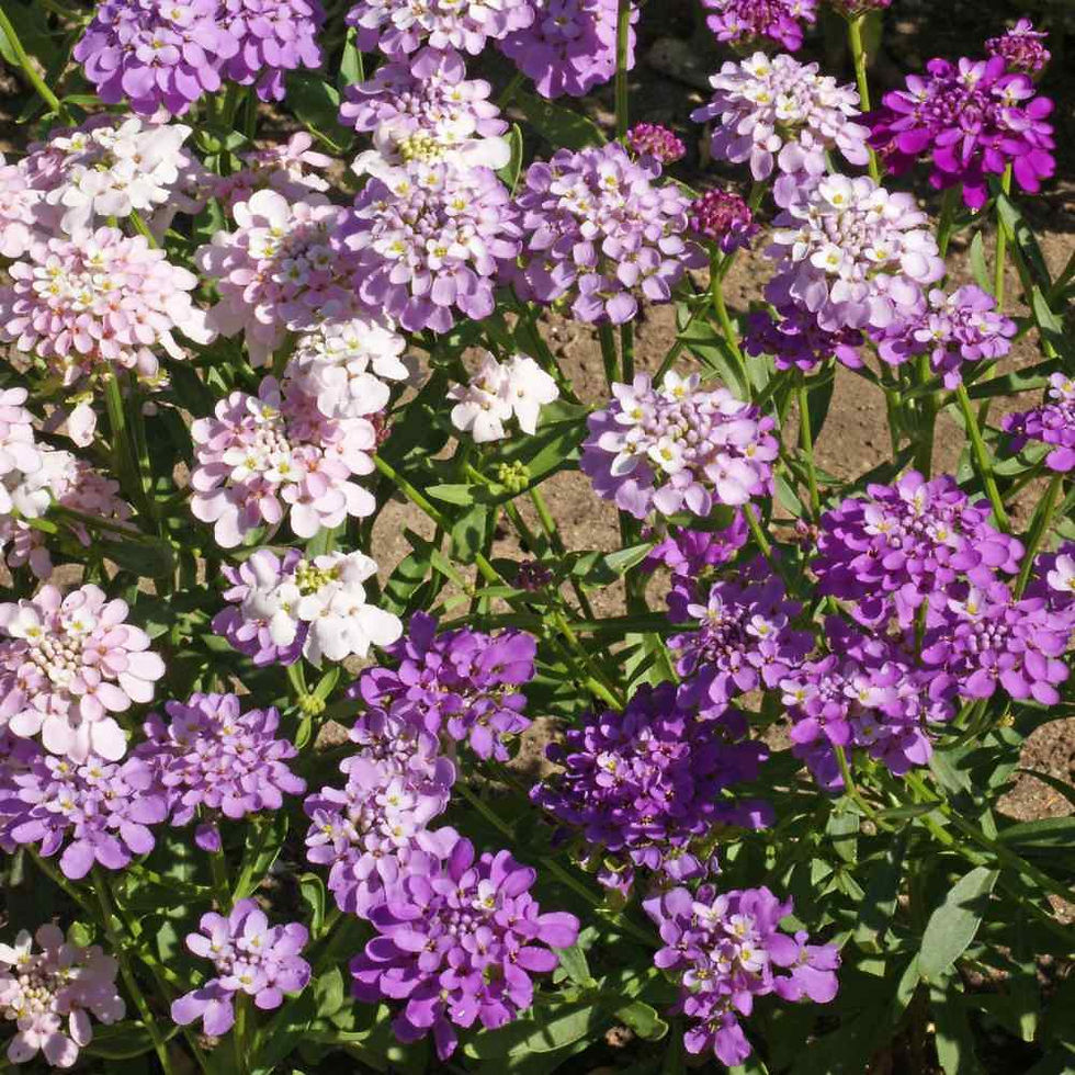 Wild Candytuft (Iberis Umbellata) mit weißen, sternförmigen Blüten.