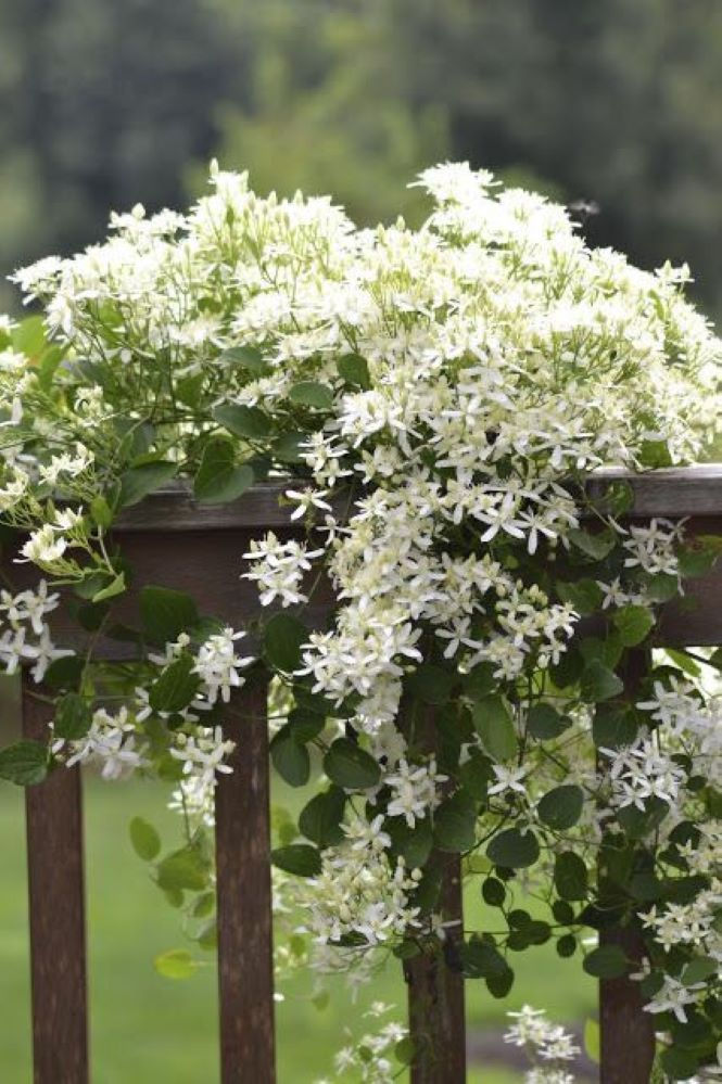 Clematis Paniculata (F602) Skyflower mit eleganten, weißen Blüten und einem zarten Duft, die Ihre Gartenwände und Pergolen im