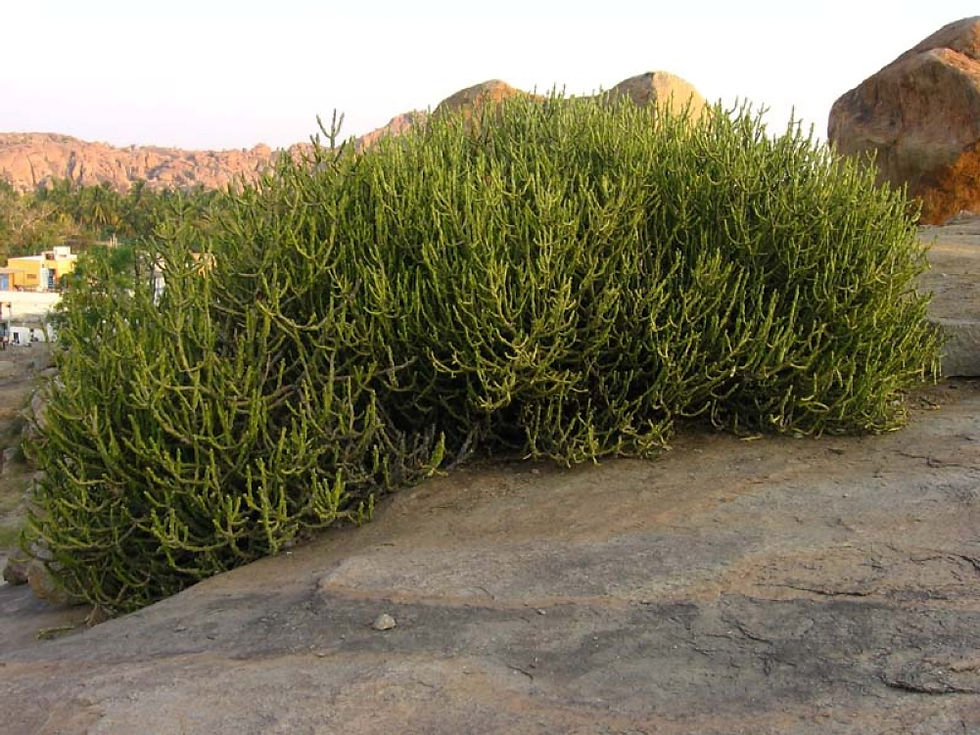 Euphorbia caducifolia – seltene Wolfsmilch-Art aus ariden Gebieten. Mehrjährig, sukkulent und stark verzweigt. Wächst strauch