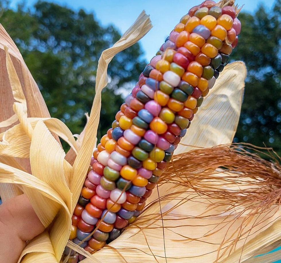 F479 Regenbogen Mais Ziermais Organic Glass Seeds – bunte Ziermaissorte mit leuchtenden, multicoloren Kolben, ideal für Dekor