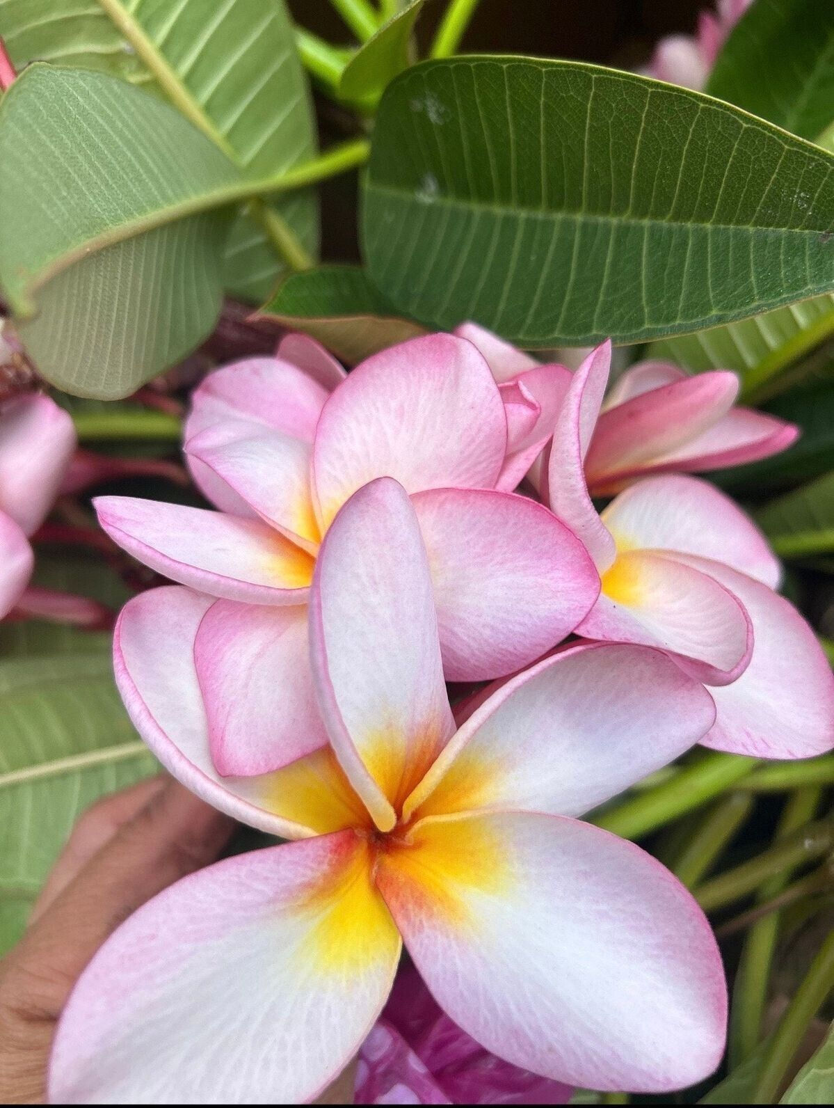 Plumeria Hawaiirose in rosa-weißer Farbe, auch bekannt als Frangipani. Diese elegante Pflanze verströmt einen betörenden Duft