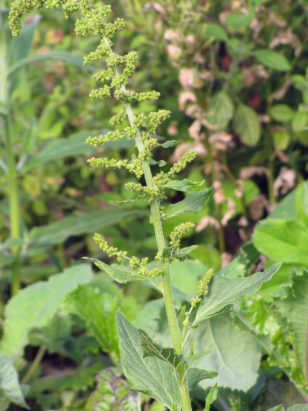 F1259 Guter Heintrich Blitum Amaranthaceae – nährstoffreiche Pflanze mit grünen Blättern und essbaren Samen, ideal für gesund