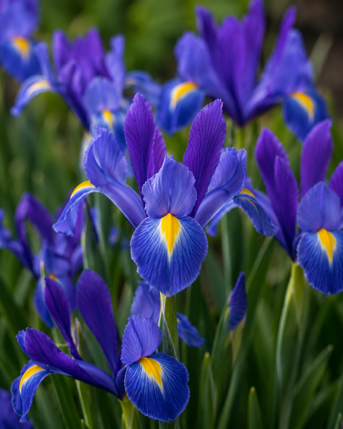 : Zwerg-Iris (Iris lutescens) mit großen violetten Blüten und schmalen, schwertförmigen Blättern im Gartenbeet.