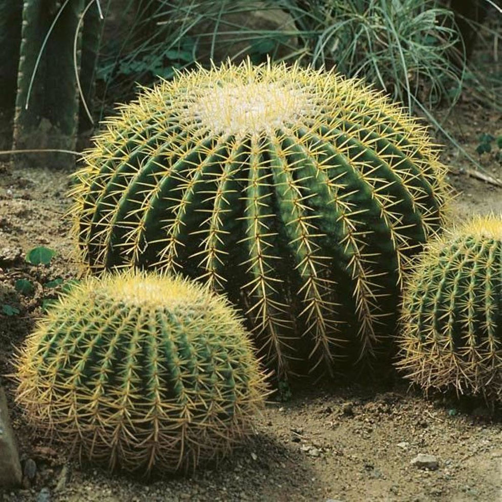 Euchinocactus Grusoni – Kugelkaktus mit dichten, goldenen Dornen und einer runden, kräftigen Form. Perfekt für Sukkulentengär
