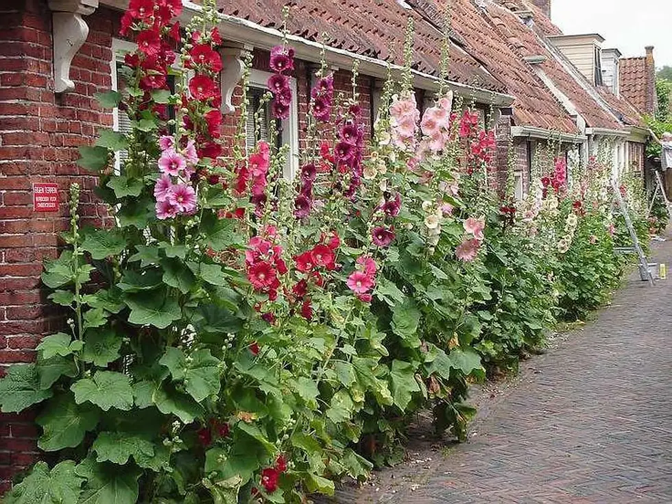 F1810 Stockrosen Mischung Alcea Cottage Garden Single Mix 30 Samen Blumensamen