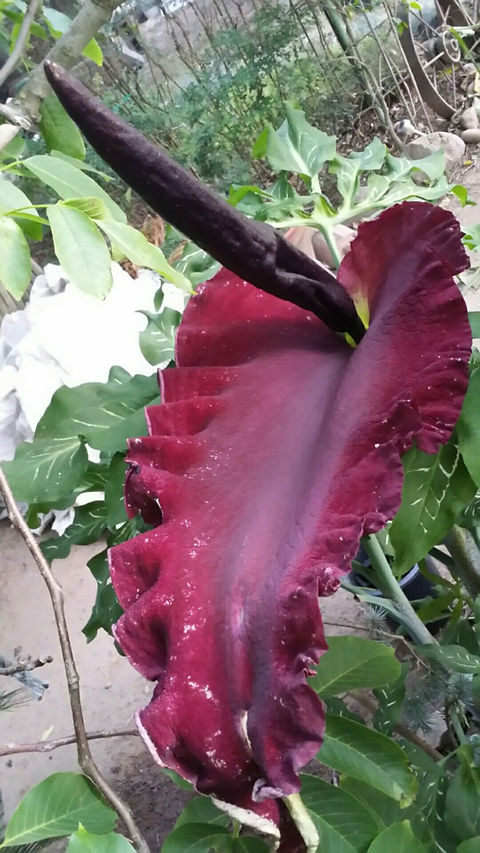 F758 Dracunculus Vulgaris Gemeine Drachenwurz 10 Samen | Floralis und Co.