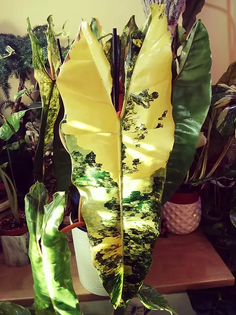 F2802 Philodendron Billietiae Variegata Long XXL 3 Samen Blumensamen |  Floralis und Co.