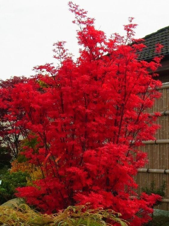 Roten Fächerahorn Acer palmatum – japanischer Ahorn mit roten Blättern, perfekt für Garten und Bonsai.