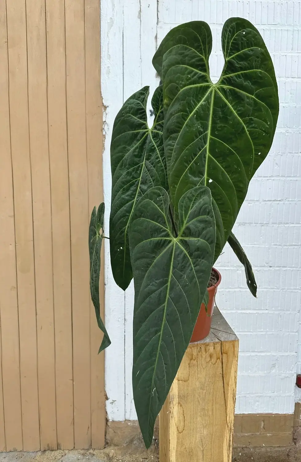 Anthurium Metallicum 3 Samen – seltene Sammlerpflanze mit metallisch glänzenden Blättern