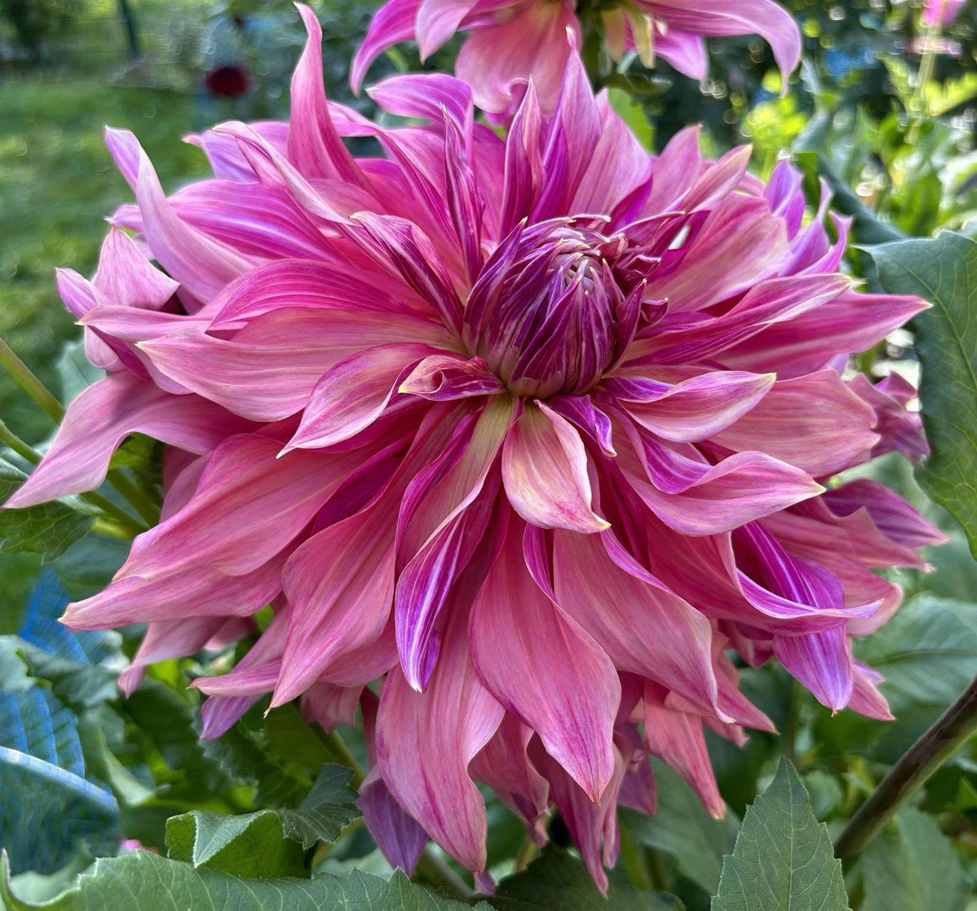 Dahlie Penhill Dark Monarch, eine beeindruckende Pflanze mit tief roten bis schwarzen Blüten, die Ihrem Garten eine dramatisc