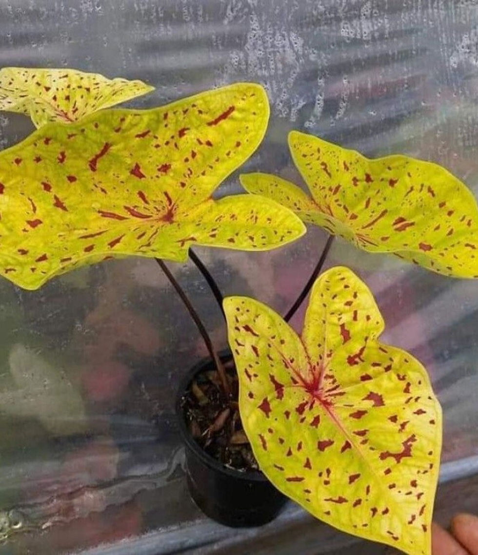 Caladium Yellow Leopard Kaladie bunte Blätter.