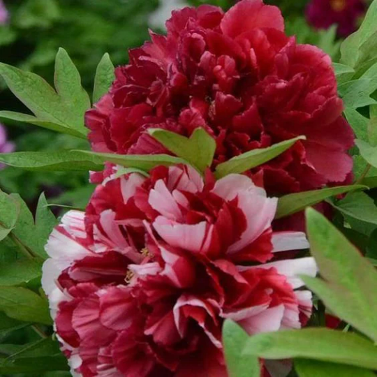 Shirley Double Red White (F1379) Mohn (Poppy) mit üppigen, doppelt gefüllten Blüten in leuchtendem Rot und Weiß, die Ihrem Ga