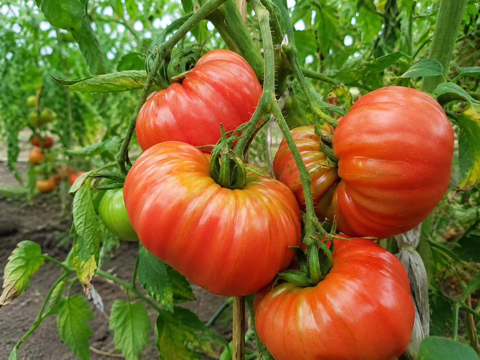Hochwertige Tomatensamen der Sorte Saint Pierre für saftige, aromatische Früchte mit ausgewogenem Geschmack und reicher Ernte