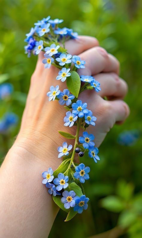 Vergissmeinnicht Blau (Myosotis) mit kleinen, leuchtend blauen Blüten und grünem Laub.