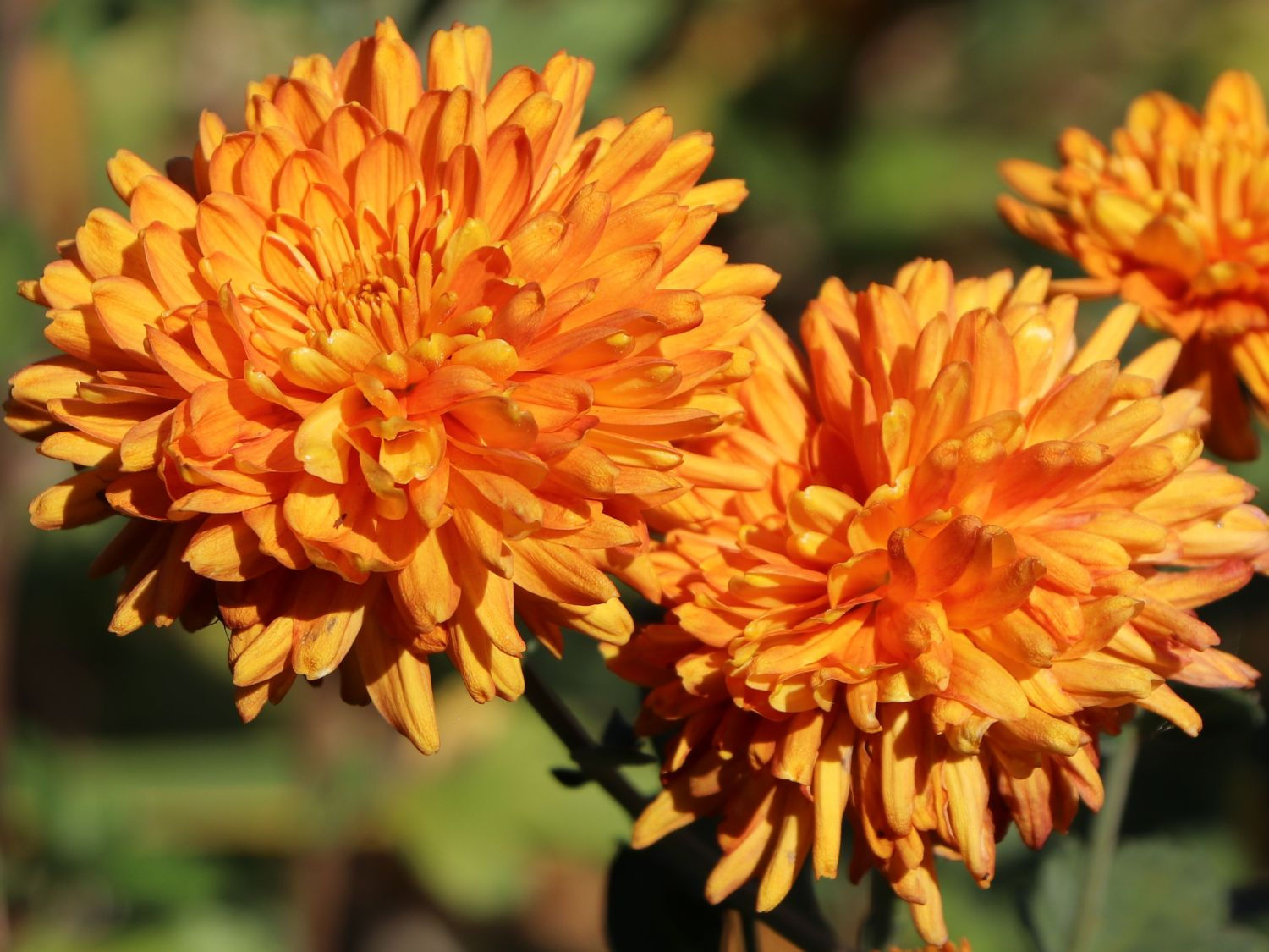 Aster „Orange Dixter“ – Strahlende, orangefarbene Winteraster für farbenfrohe Akzente im Herbst.