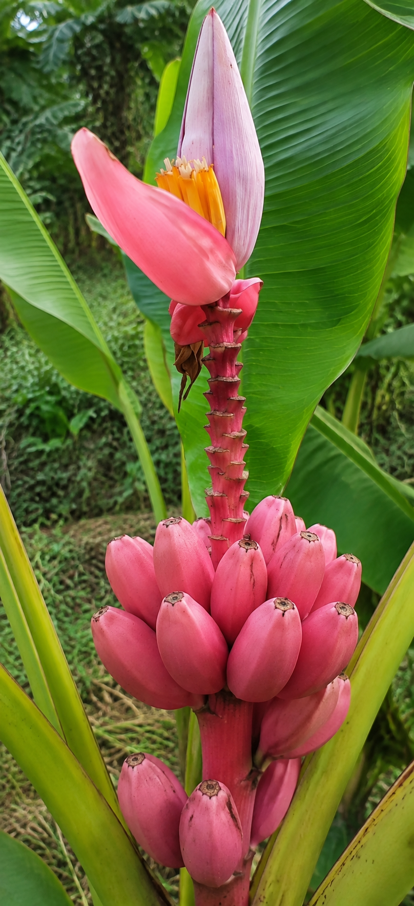 Zwerg Banane Pink Mussa Veltina mit rosa-rot gefärbten Blüten und kleinen, süßen Früchten, ideal für den Anbau im Garten oder