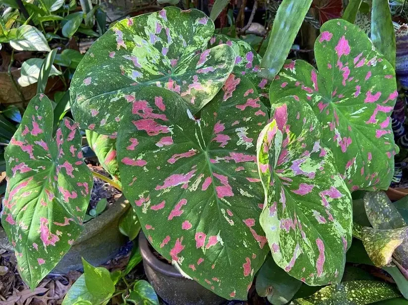 Caladium Florida Beauty Kaladie bunte Blätter.