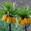 Miniaturbild: Fritillaria imperialis 'Striped Beauty mit seltenen gestreiften Blüten