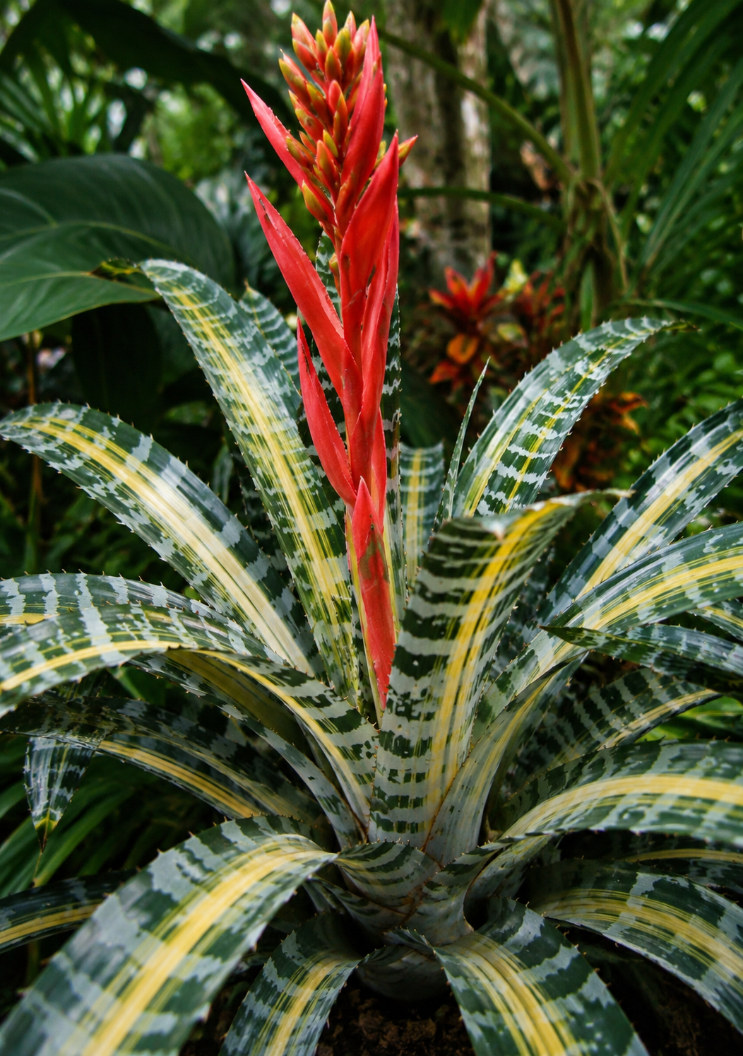 Aechmea Mexicana - Lanzenrosette Bromelien Epiphyt mit leuchtenden Blüten und exotischem Charme.