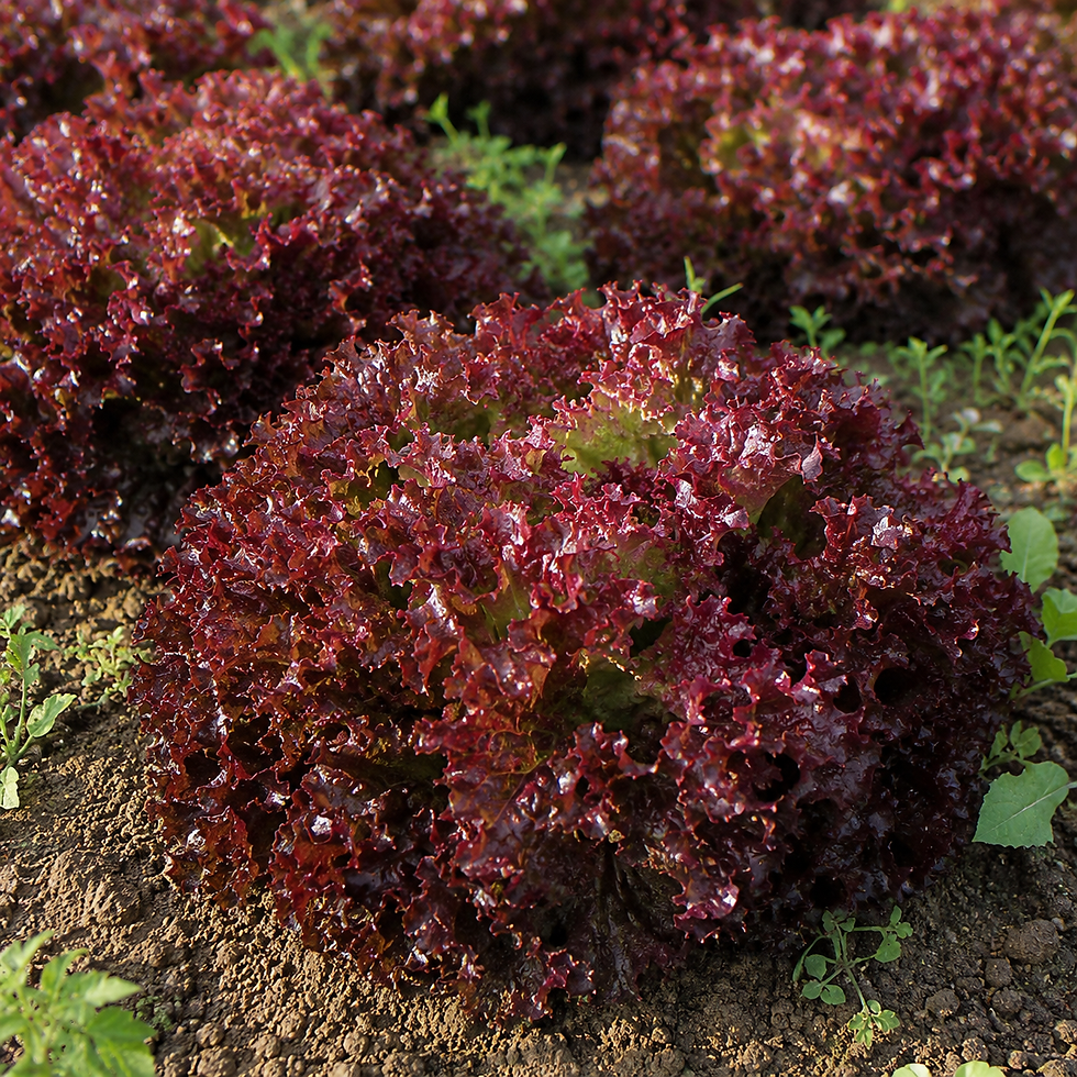 Lollo Rosso Pflücksalat mit dunkelroten, stark gekrausten Blättern im Gemüsebeet.