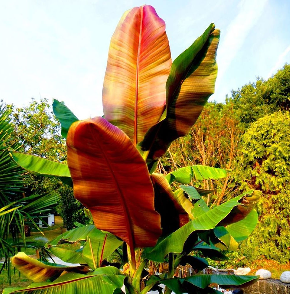 Musa Sikkimensis Red Tiger - Zierbananenpflanze mit exotischen, roten Blättern und einer tropischen Ausstrahlung.