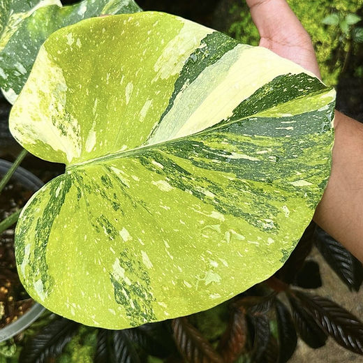 philodendron bipennifolium schott Buy Large Philodendron Bipennifolium main image 0