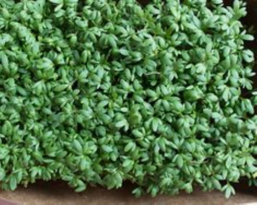 Kresse mit kleinen, grünen Blättern, die schnell wachsen und einen würzigen, scharfen Geschmack bieten.