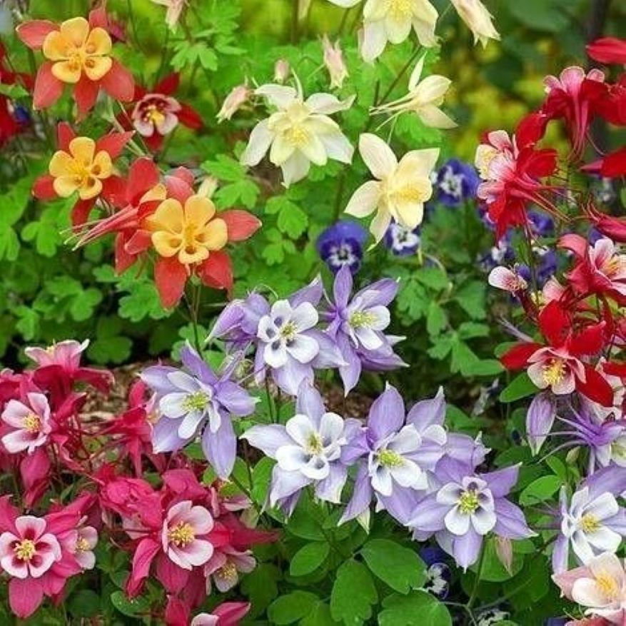 Akelei „MC Kana Columbine Star Mix“ – Farbenfrohe Mischung aus Akeleiblüten in verschiedenen Farbtönen.