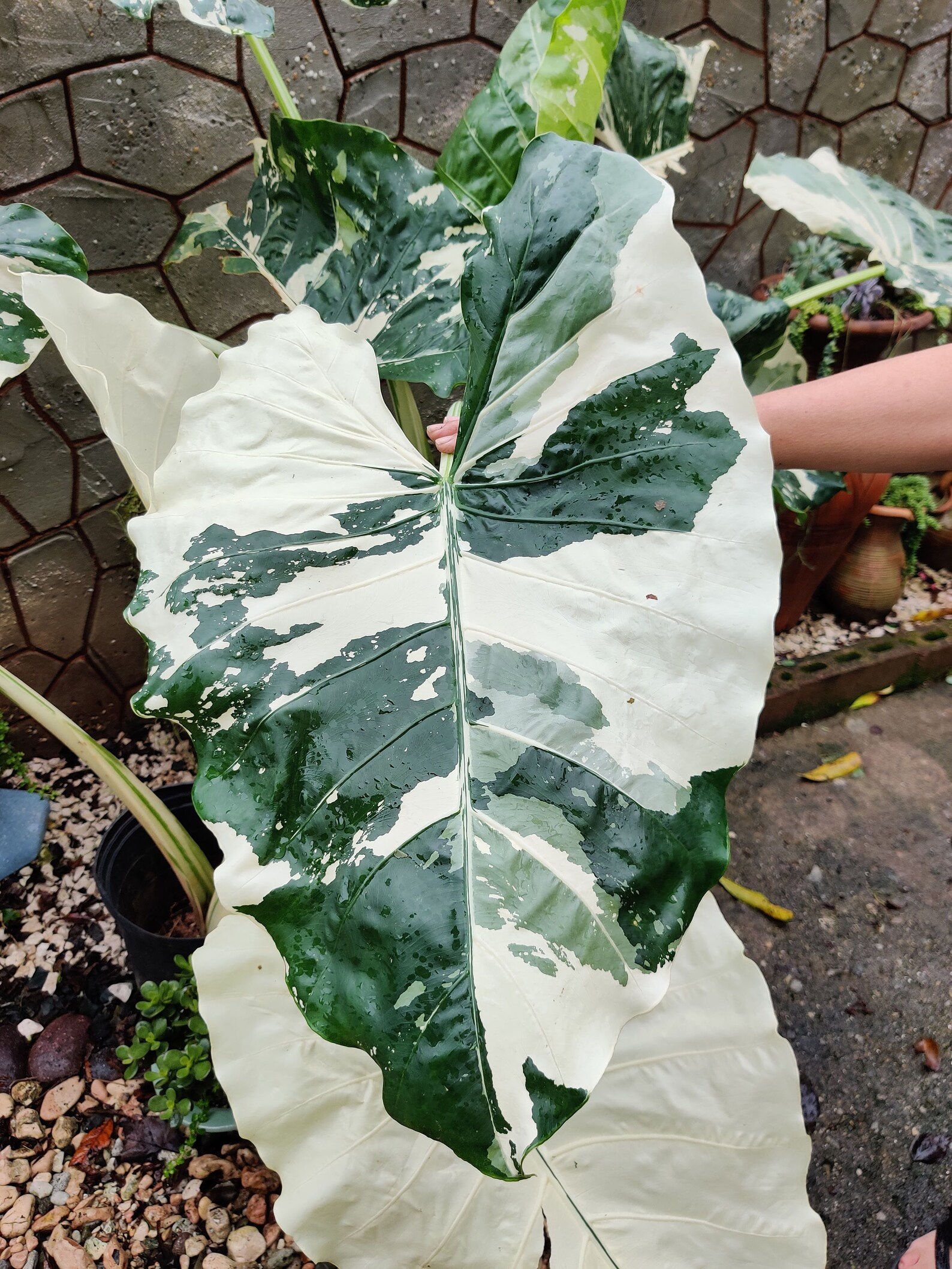 Alocasia Odora Variegata – Alokasia mit auffälligen, grünen und weißen, variegierten Blättern und einer tropischen Ausstrahlu