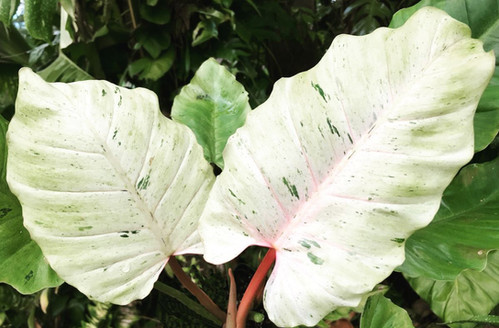 F1688 Philodendron Snowdrift 5 Samen Philodendron Seeds | Floralis und Co.
