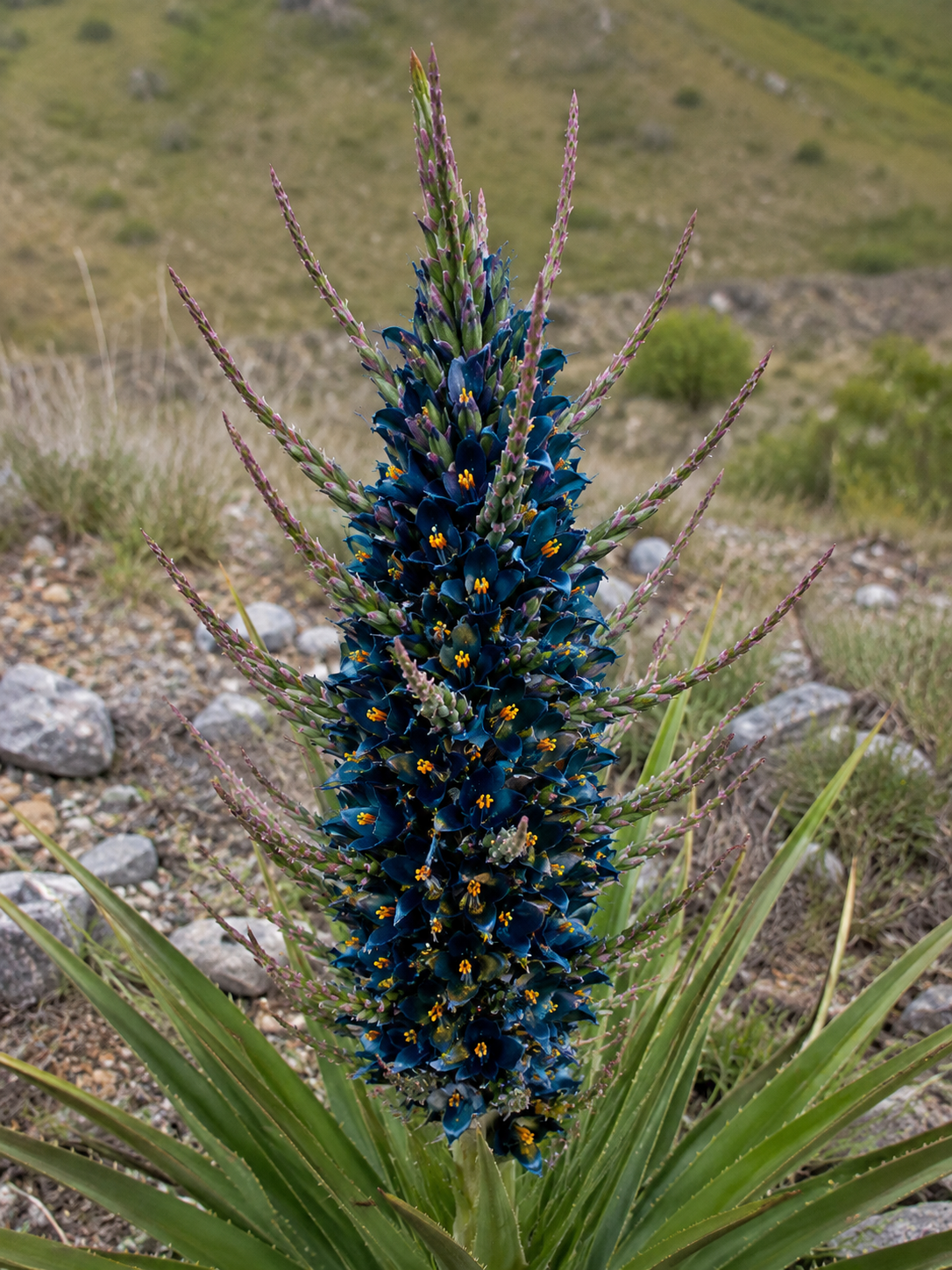 Puya 'Blue' mit langen, silbrig-grünen Blättern und auffälligen türkisblauen Blütenständen im Garten.