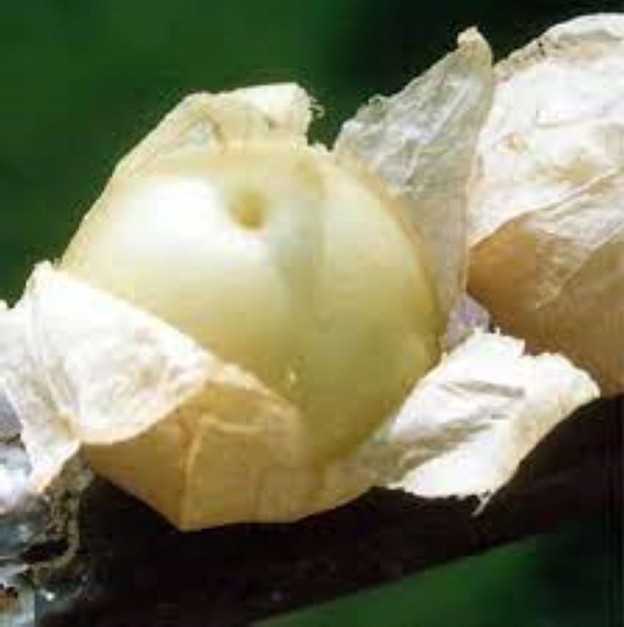 Alt-Text: "F949 Tomatillo Rendidora weiß – eine runde, grünlich-weiße Frucht mit einer charakteristischen schützenden Hülle,