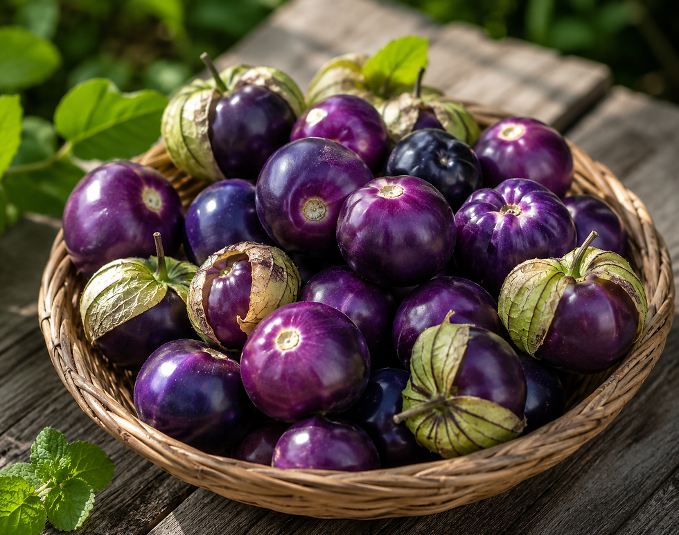 Tomatillo Purple mit violetten Früchten in papierartigen Hüllen, aromatische Gemüsepflanze für Garten, Hochbeet und Gewächsha