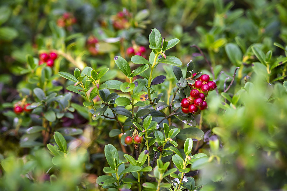 Moosbeere (Vaccinium macrocarpon) mit roten, leuchtenden Beeren.