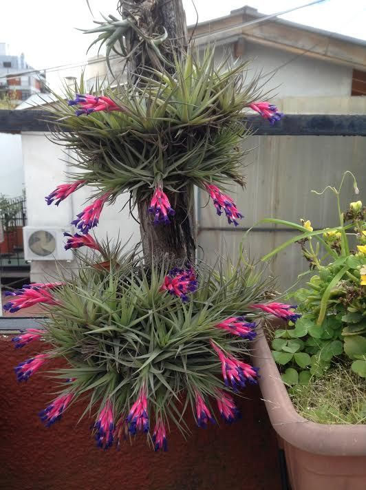 Tillandsia Balbisiana Airplants – eine elegante Luftpflanze mit schmalen, grünen Blättern und einer pflegeleichten Wachstumsw