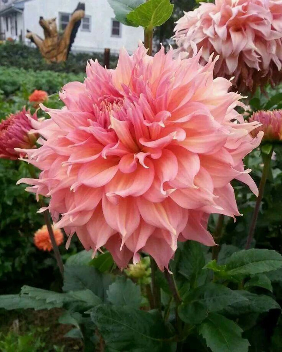 Riesen Dahlien Double Apricot – eine prächtige Dahlie mit großen, apricotfarbenen Blüten, die einen sanften, warmen Farbton b