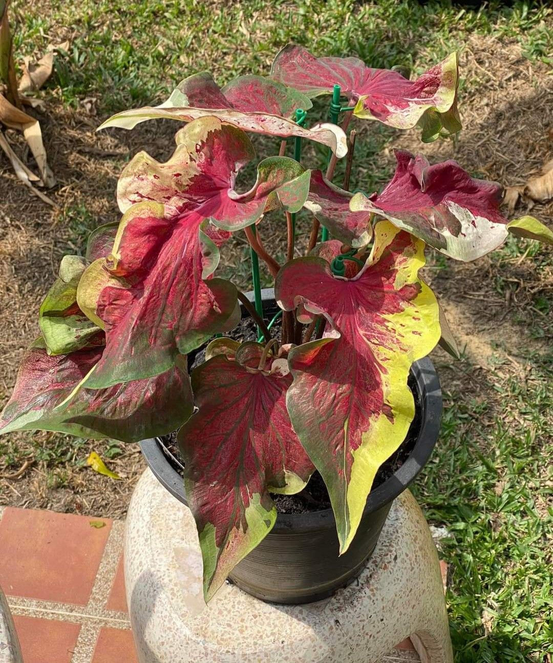 Caladium Nopakaw – Buntwurz (Kaladie) mit lebhaften, herzförmigen Blättern in Weiß, Grün und Rot.