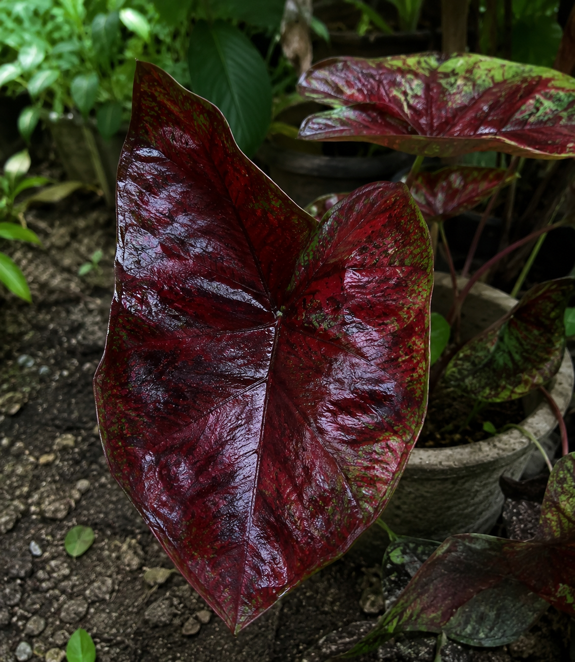 Caladium 'Rotar' mit dekorativen rot-grün gefärbten Herzblättern im Topf oder Wintergarten.
